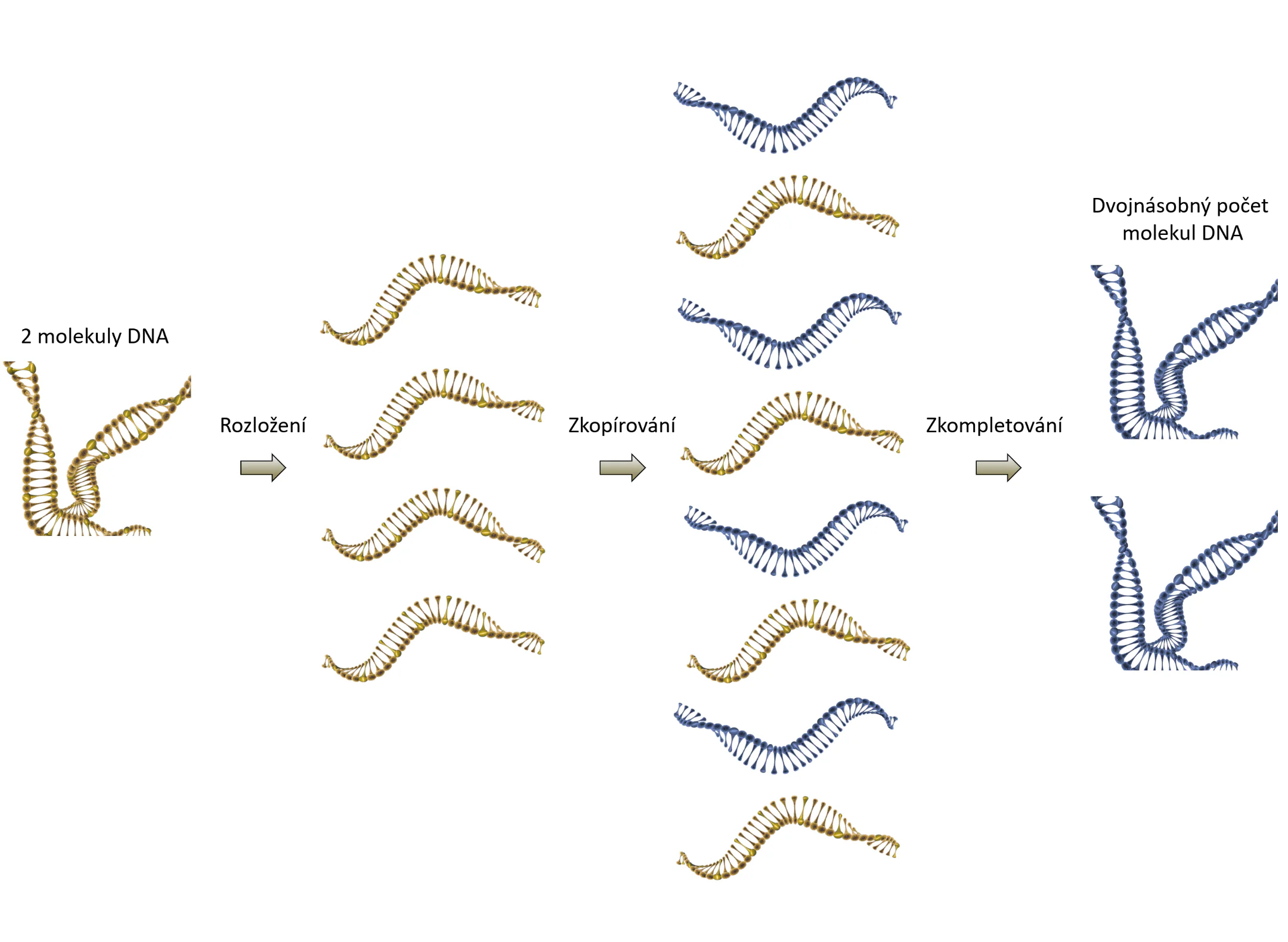 DNA molekuly viru hepatitidy B